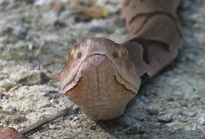 Copperhead